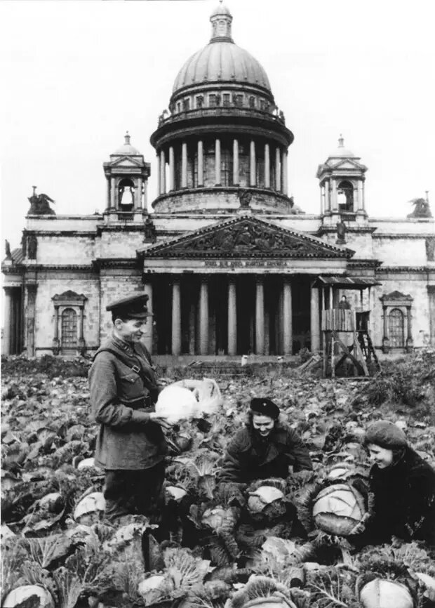 Сбор урожая капусты у Исаакиевского собора в Ленинграде. 1942 г.
Фото с сайта https://sovsojuz.mirtesen.ru/blog/43415900620/Blokada-Leningrada,-ch.3