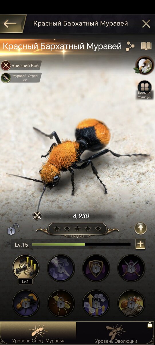 Муравей Красный бархатный