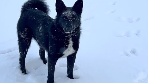 Внеплановая прогулка это дополнительное счастье! Собаки любят зиму и снег. 9 собак и 2 волонтёра