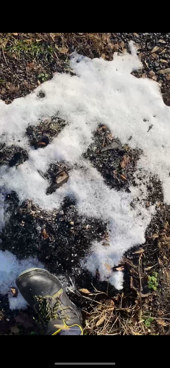 Банан на зимовке