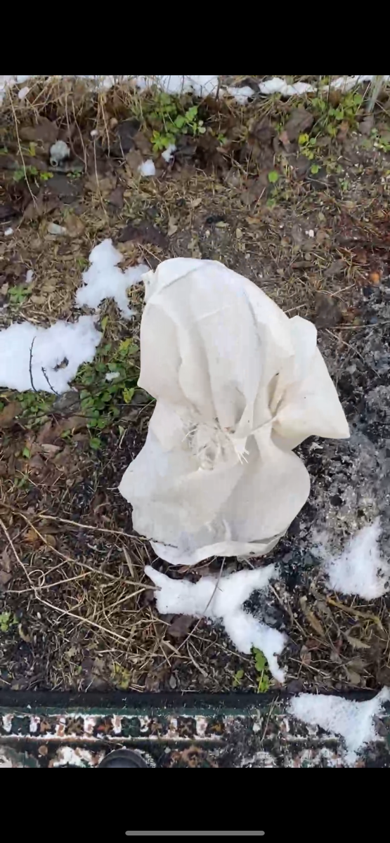 Первое дерево граната 