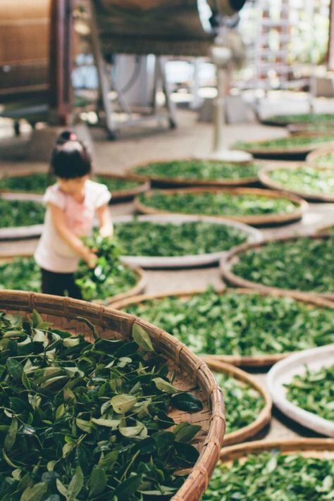 фото: https://pin.it/5U3QM8GM7