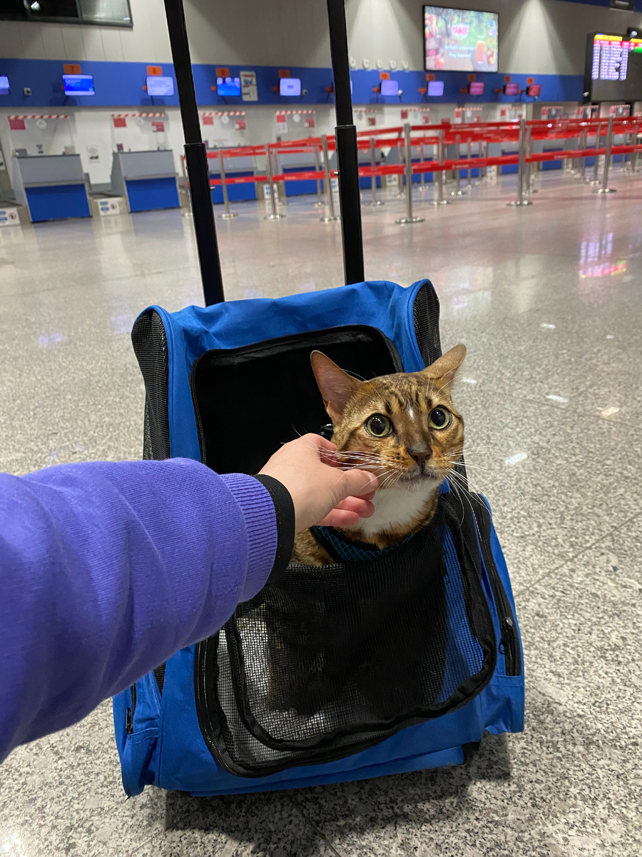 Марсель в аэропорту ждет вылета из Бодрума в Батуми