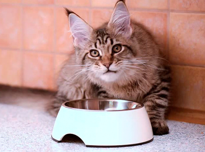 Миска для Мейн Куна