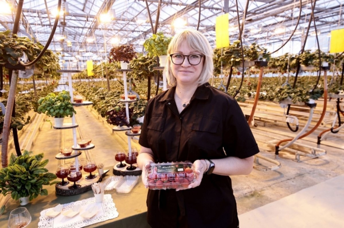    В 2023 году в «Тепличном» собрали рекордный за всю его историю урожай