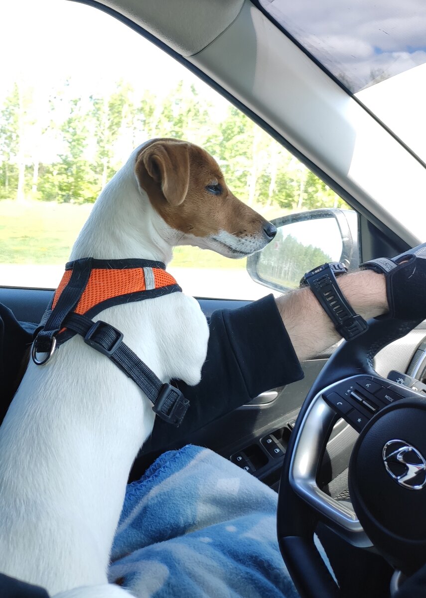 Фото автора. Луна готова к путешествию. Май 2023