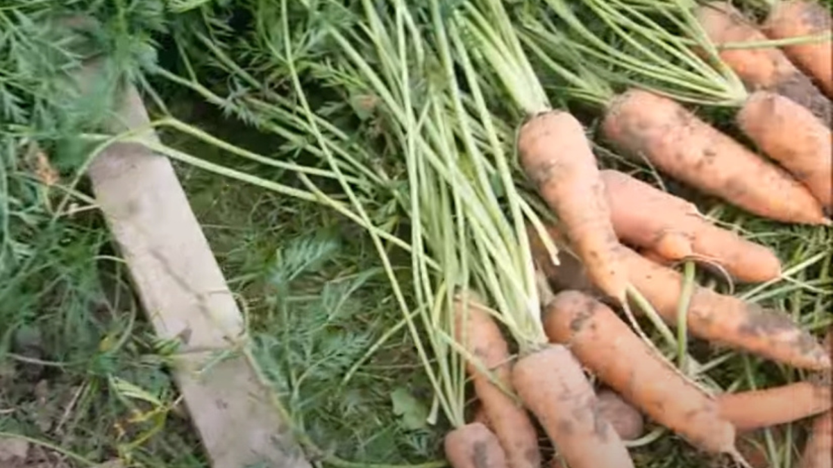 Как сеяли морковь наши бабушки, чтобы не тратить силы и времени на ...