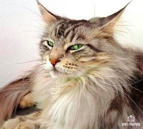 Самые длинные усы принадлежали мейн-куну по кличке Мисси