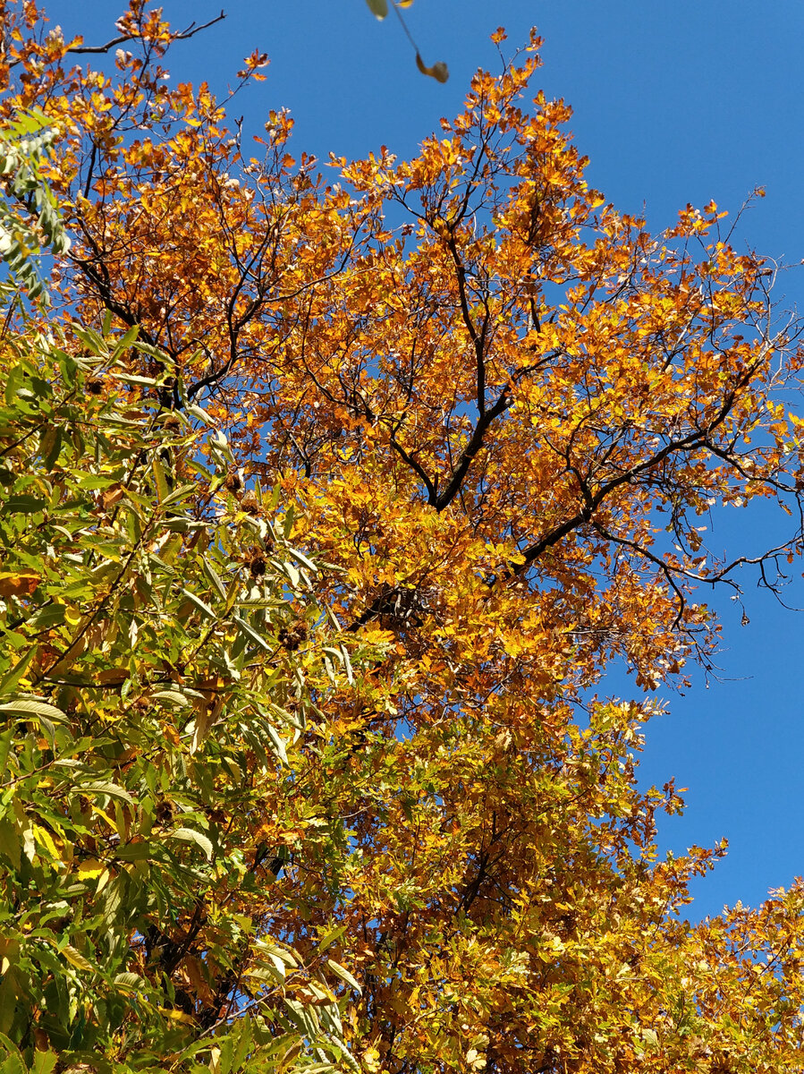 Середина ноября 2022 года