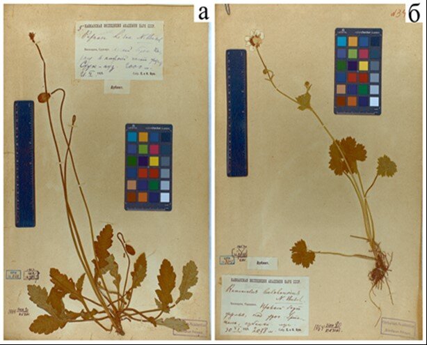 Гербарные образцы новых для науки видов – Papaver lisae (а) и Ranunculus balkharicus (б), описанных Н.А. и Е.А. Буш на Центральном Кавказе, сохранившиеся в фонде Национального музея Кабардино-Балкарской Республики.