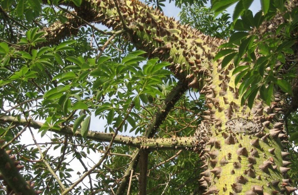 Источник: pot-flowers.ru