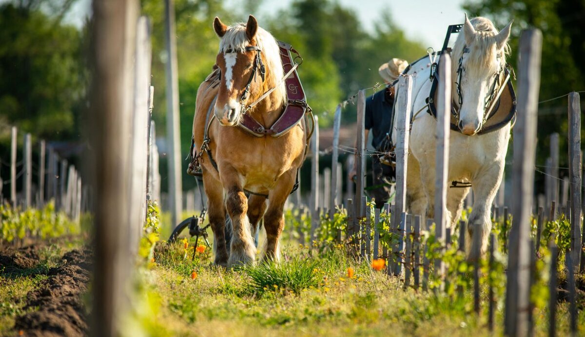 Зачем добавляют серу в вино? | VINOTHEQUE.RU | Дзен