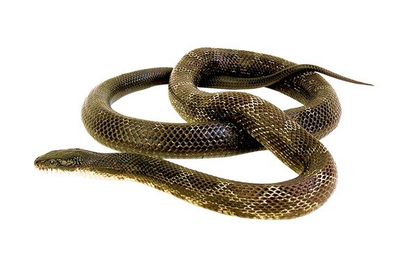 Видеть во сне змею - занятие не из приятных. Ну, может быть, потому что эта рептилия несовершенна. Это животное часто символизирует злокачественность, яд и коварство.