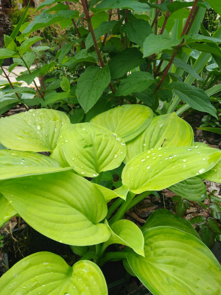 Я проснулся очень рано. Очень ранний подъем. Песня встану очень рано. Мама ноты для фортепиано. Стихи о хозяине дома.