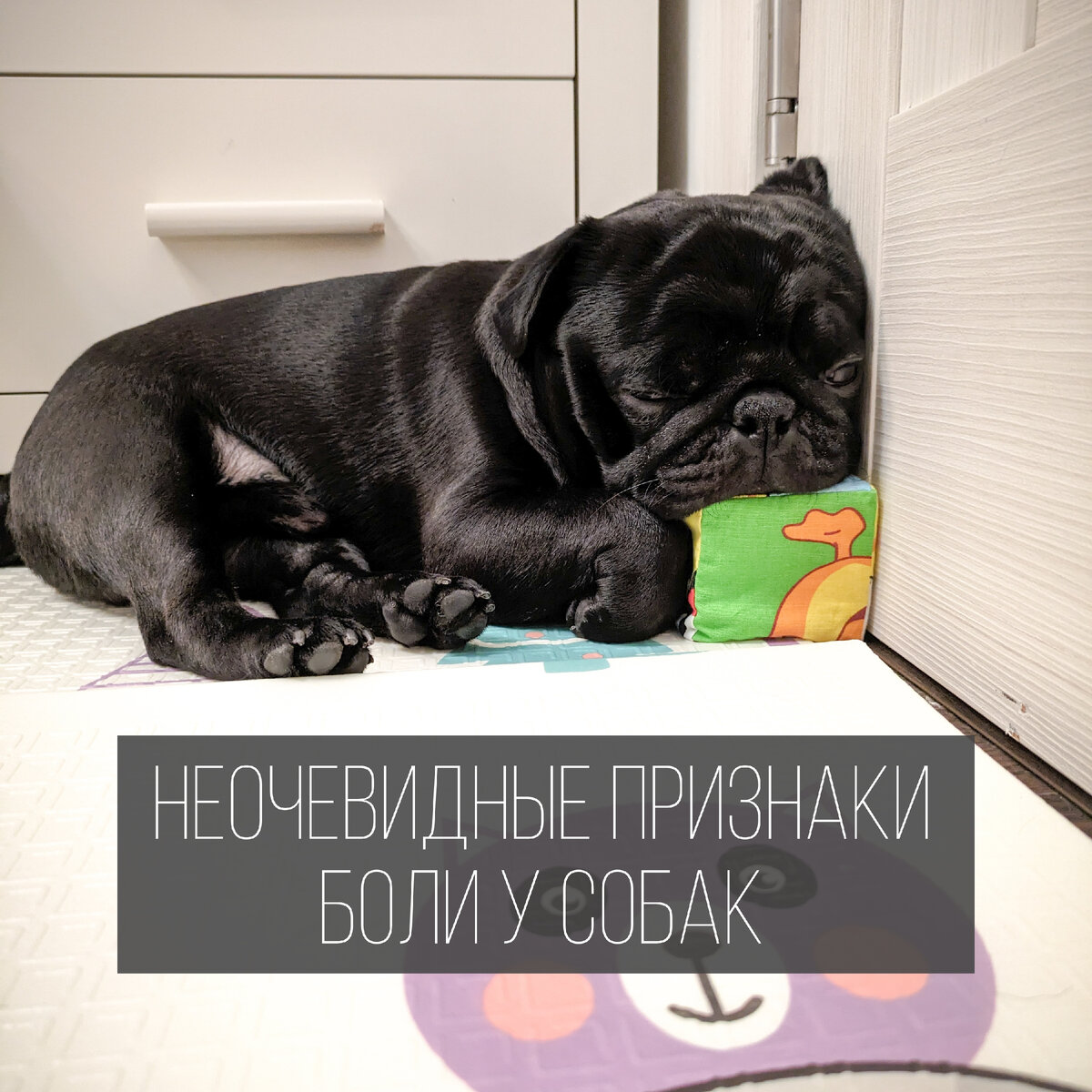 Неочевидные признаки боли у собак | неИдеальная собака | Дзен