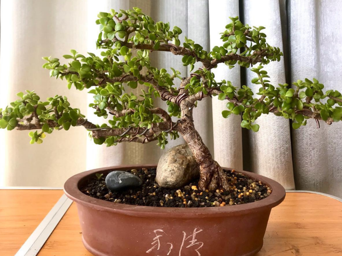 Бонсай из портулакарии