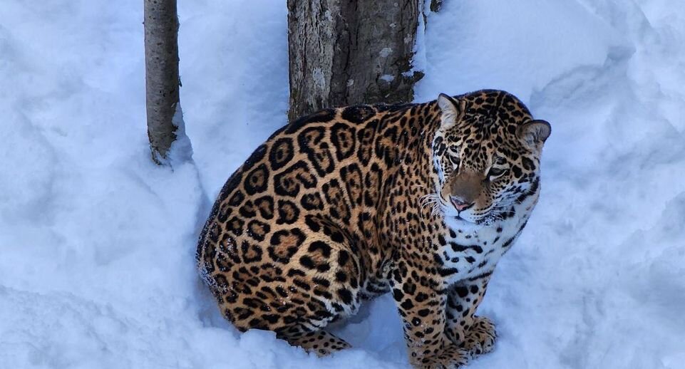     Яна Шаливская