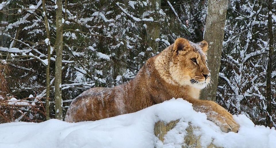     Яна Шаливская