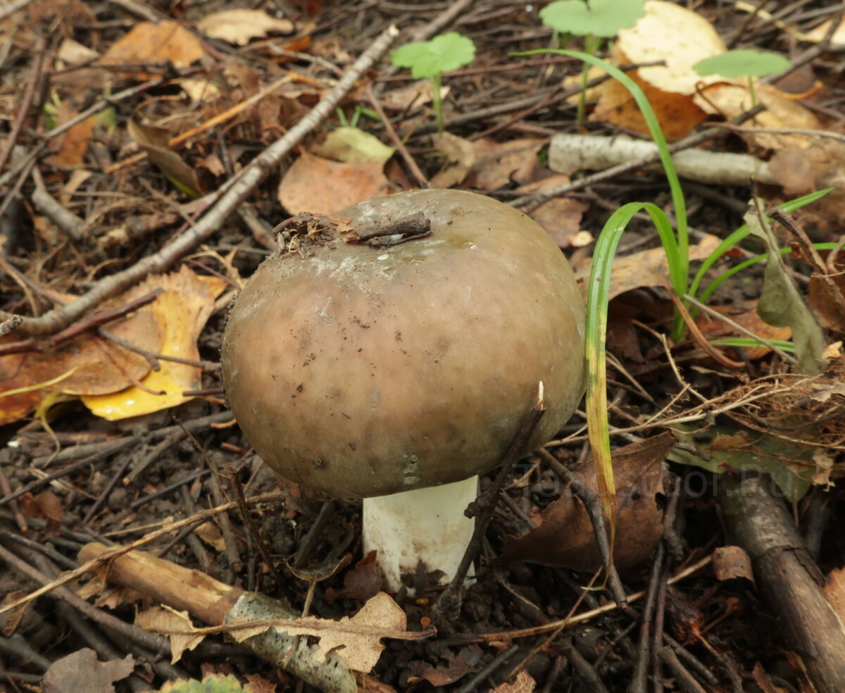 грибы растущие в тундре. грибник 2. сосны за энгельсом, чтобы съездить за грибами. белый гриб хмао. где здесь грибы.