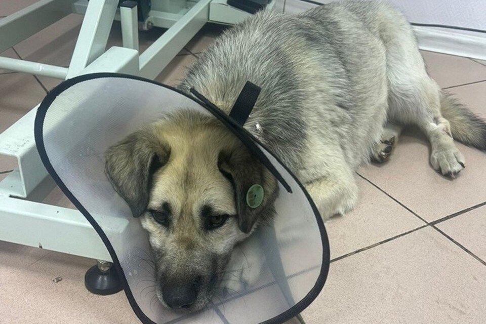    Этот пес перенес самые страшные часы в своей жизни, но его спасли. Фото: предоставлено редакции