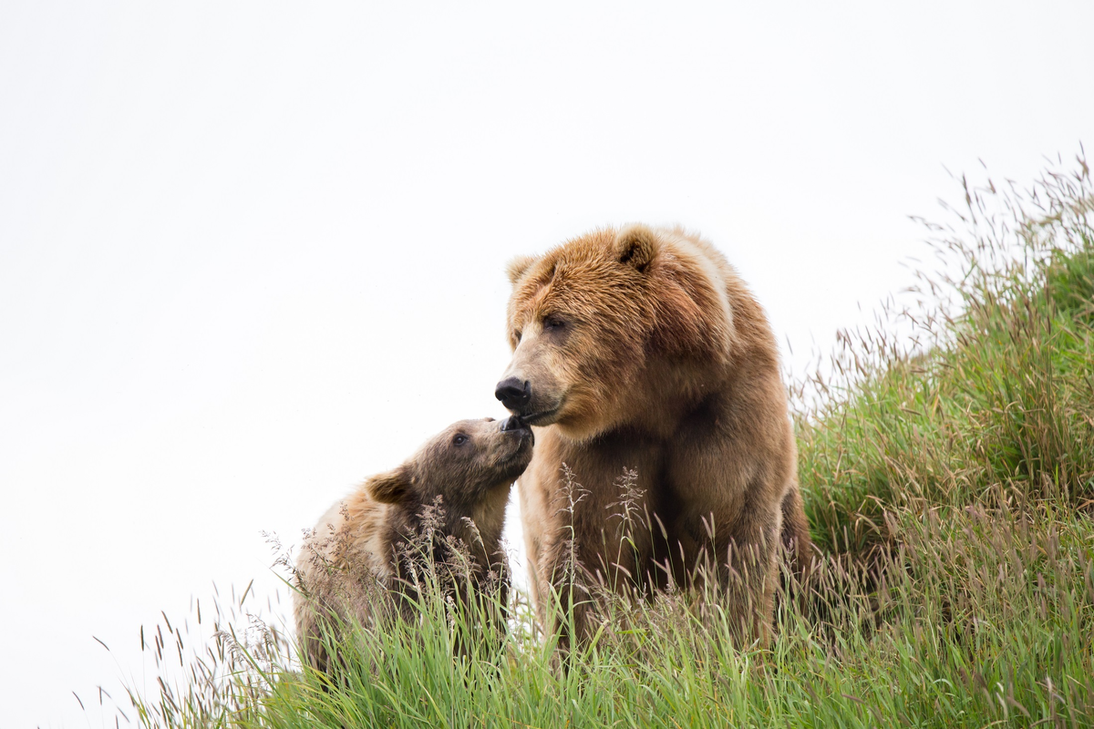 Благодаря плодородным землям медведицы кадьяков способны воспитать от двух до шести малышей! Это одни из самых высоких показателей среди косолапых. 