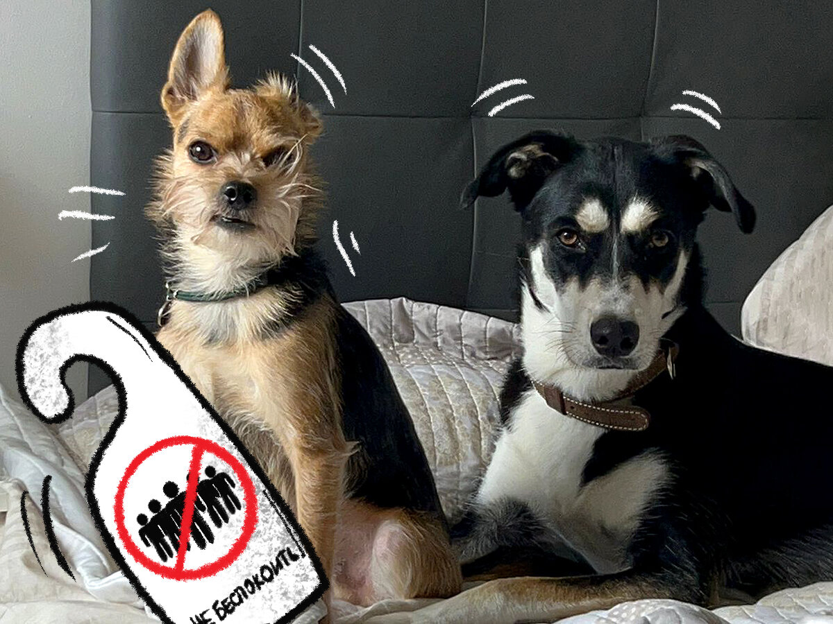 ли принимать чужие иконы. икона пародия. ли принимать чужие иконы. молитва богородице. икона из чужого дома.