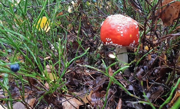    Пермские мухоморы в новом 2024 году отправились на Филиппины