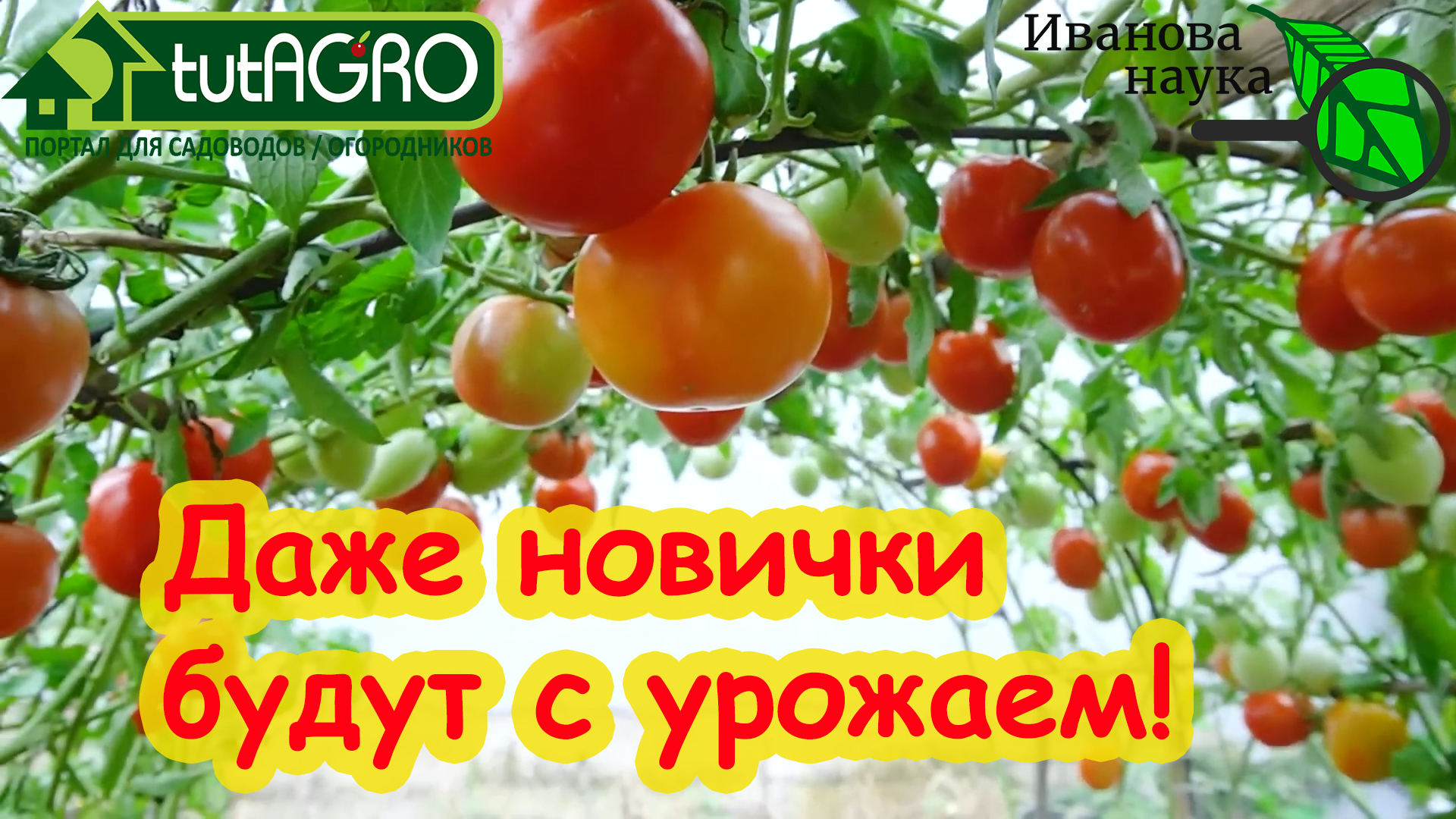 5 НАРОДНЫХ СОРТОВ ТОМАТОВ, которые ВСЕГДА дают урожай. Самые надежные сорта  помидоров для вас!