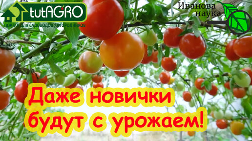 5 НАРОДНЫХ СОРТОВ ТОМАТОВ, которые ВСЕГДА дают урожай. Самые надежные сорта помидоров для вас!