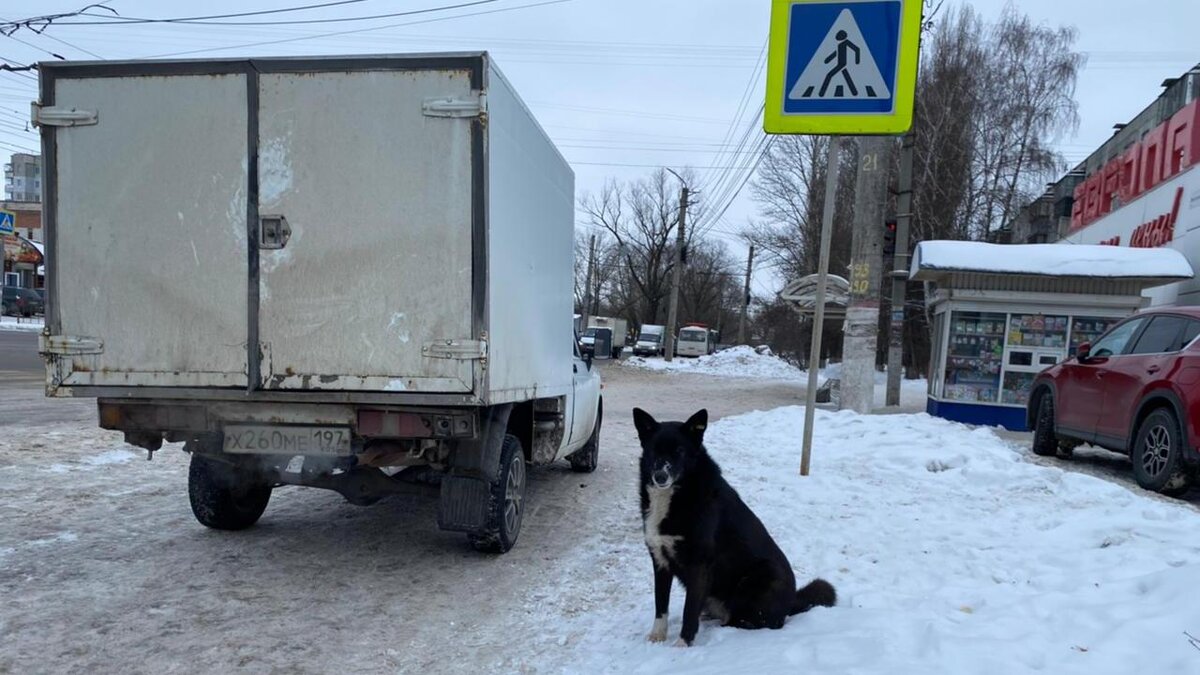    В Курске за год планируют отловить свыше 2000 бездомных собак