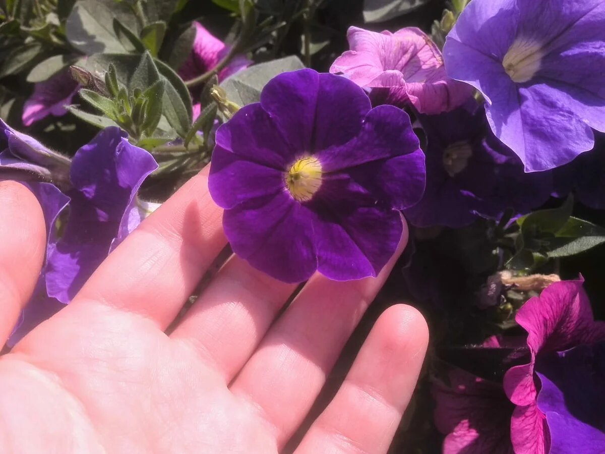 Цветение петунии.