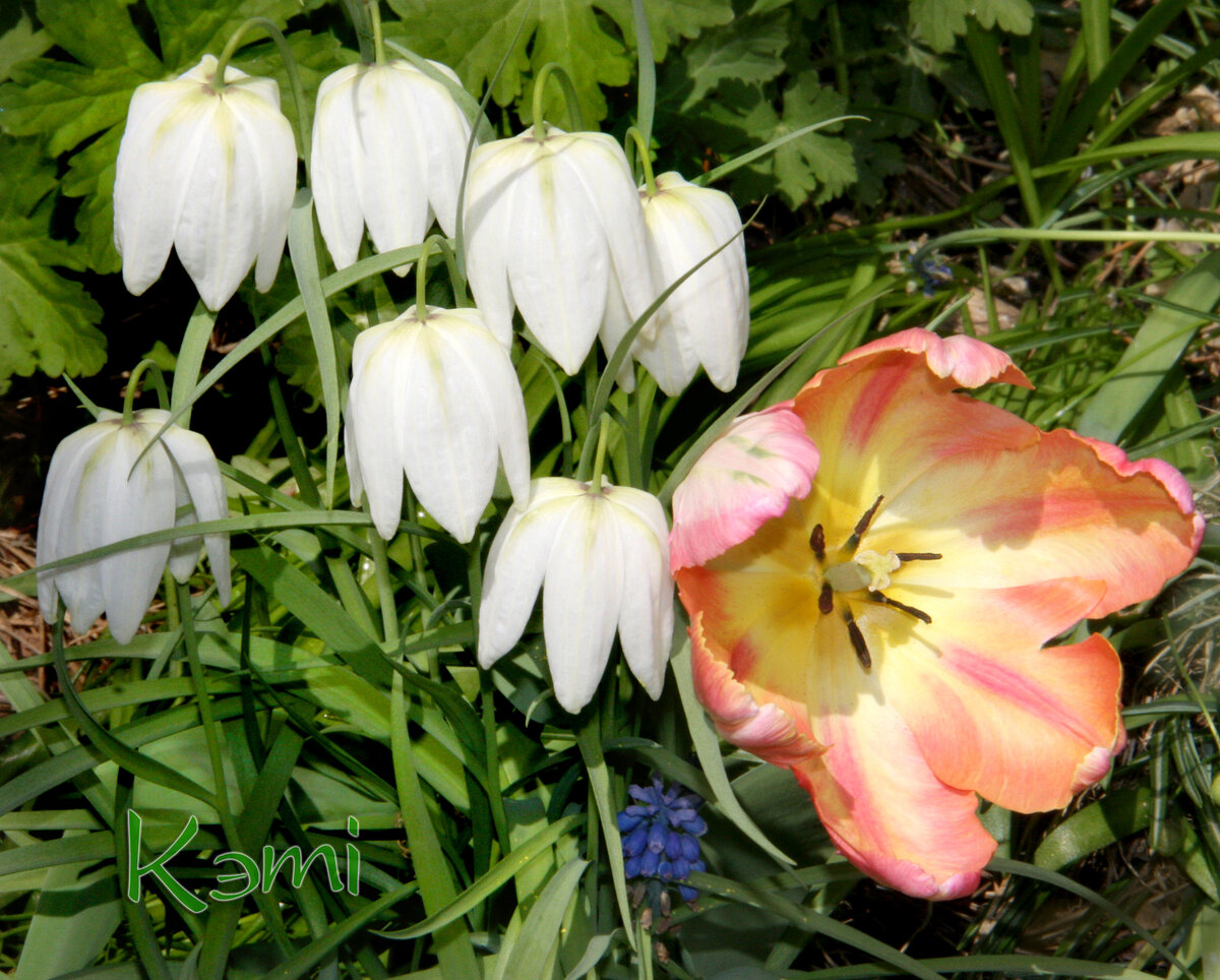 Майский белгородский детский сад 4. 4 сад майский. Цветущие сады в аксае. Цветение в средней полосе россии весной. Яблоня эмпайр.