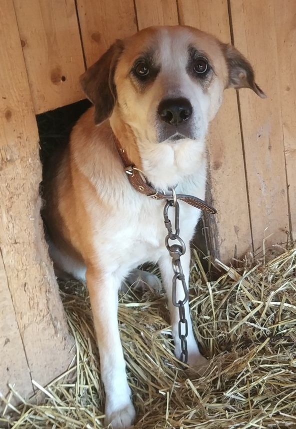 Первые дни в приюте