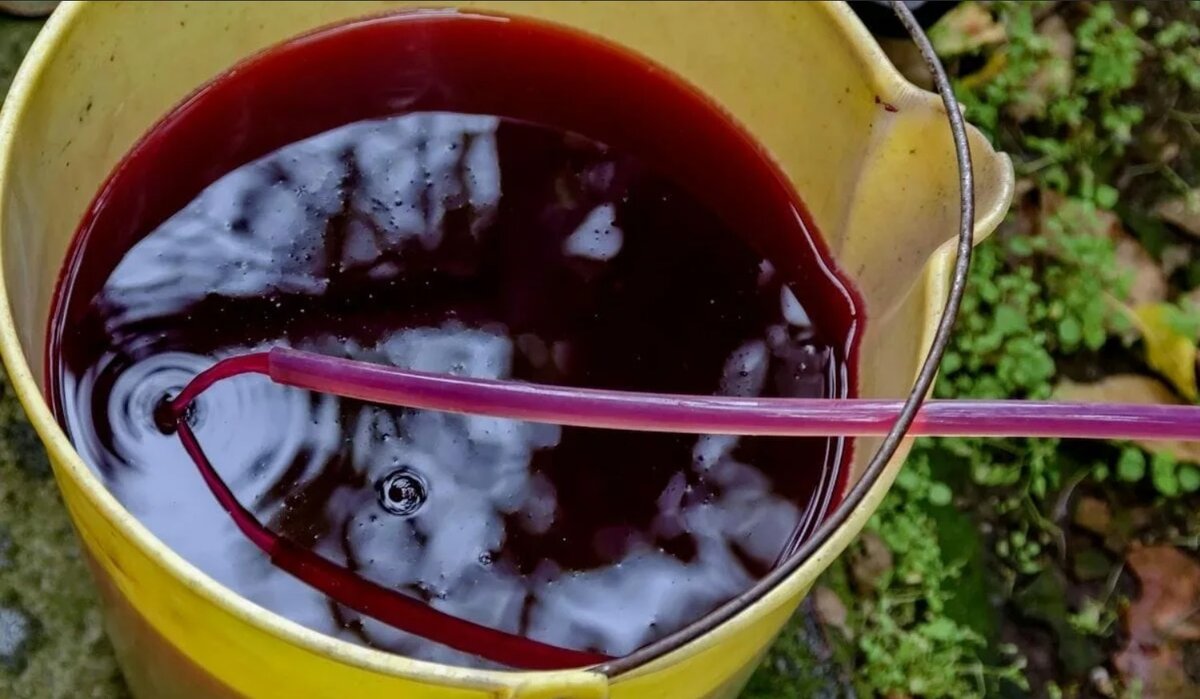 Чихирь казачий