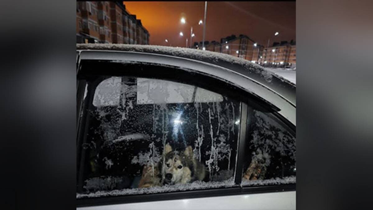 Без еды и воды: жители Новой Москвы бьют тревогу из-за живущей в машине  хаски | Вечерняя Москва | Дзен