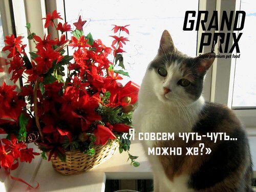 Узнали своих питомцев в картинке? Мы тоже!
