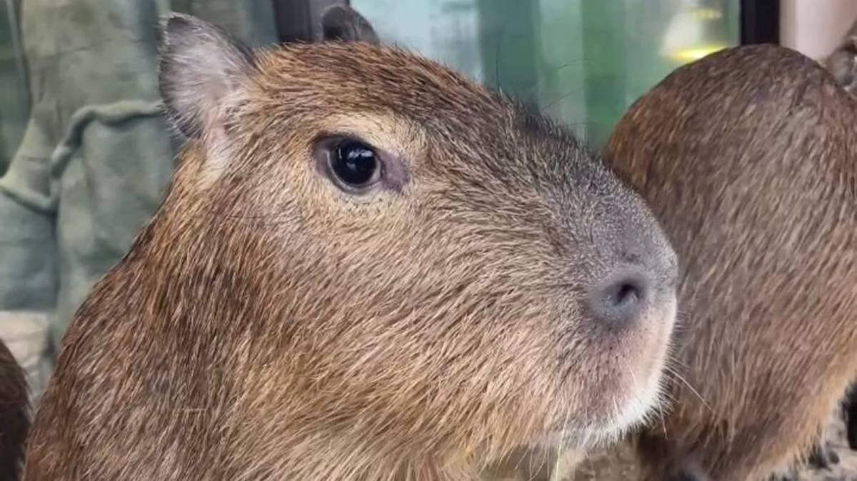    Фото: Telegram / Московский зоопарк