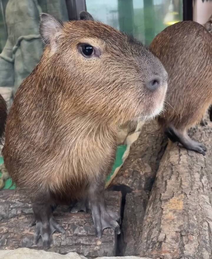  Фото: Telegram / Московский зоопарк