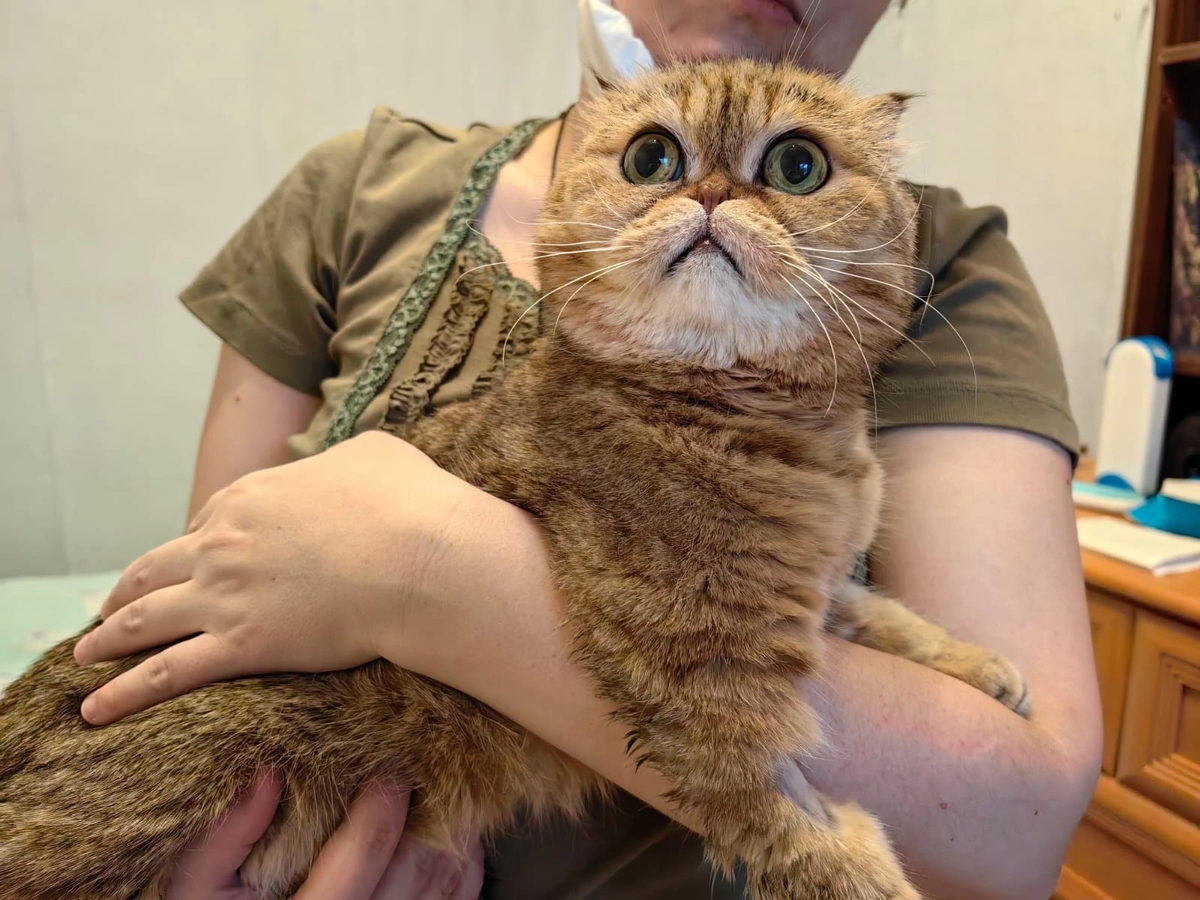 человек гладит кошку. стерилизуйте кошек. помогите котятам. поможем кошкам и котам. помогите котятам.