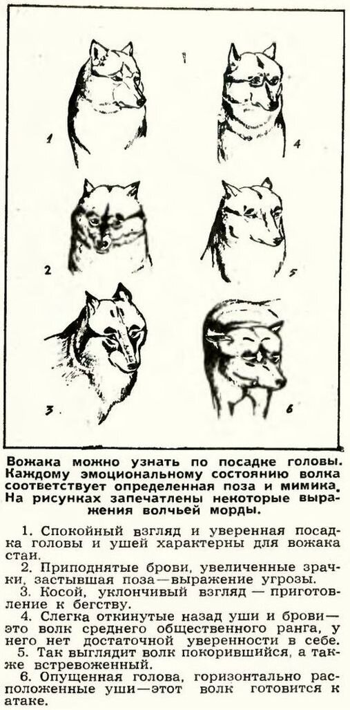 Волк - кто он ? Начало песьих или другой вид