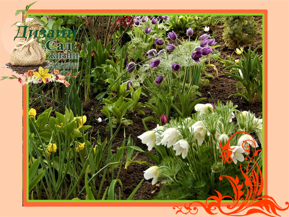 Сухолюбивые многолетники