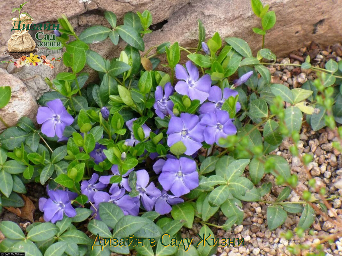 Сухолюбивые многолетники