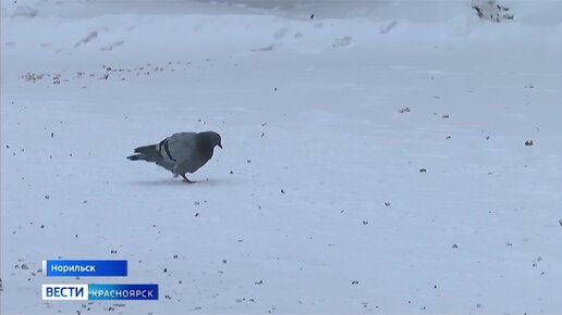 Норильск облюбовали голуби