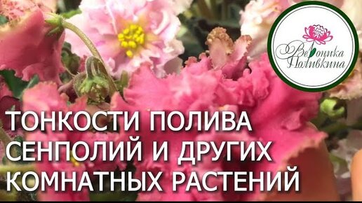 ТОНКОСТИ ПОЛИВА КОМНАТНЫХ РАСТЕНИЙ