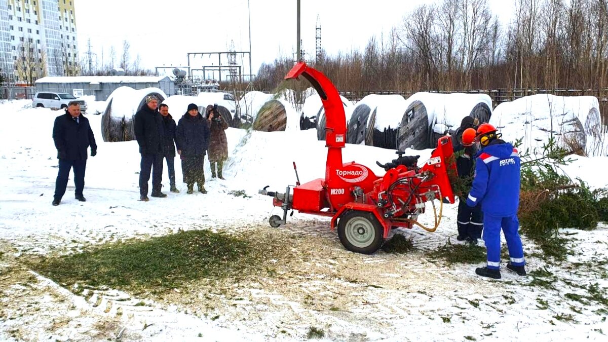    В Югре использованные ёлки согреют собак и уберегут экзотические растения