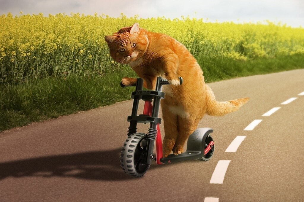 Cat bike