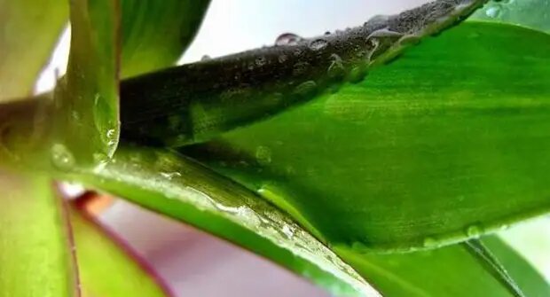 Научное название Золотого уса — каллезия душистая. Растение многолетнее, вечнозеленое,  растет в виде травы с двумя типами побегов. Один вид побегов выглядит как длинные, порой до двух метров, мясистые, сочные, прямостоящие, темно-зеленого цвета стебли с фиолетовым оттенком.