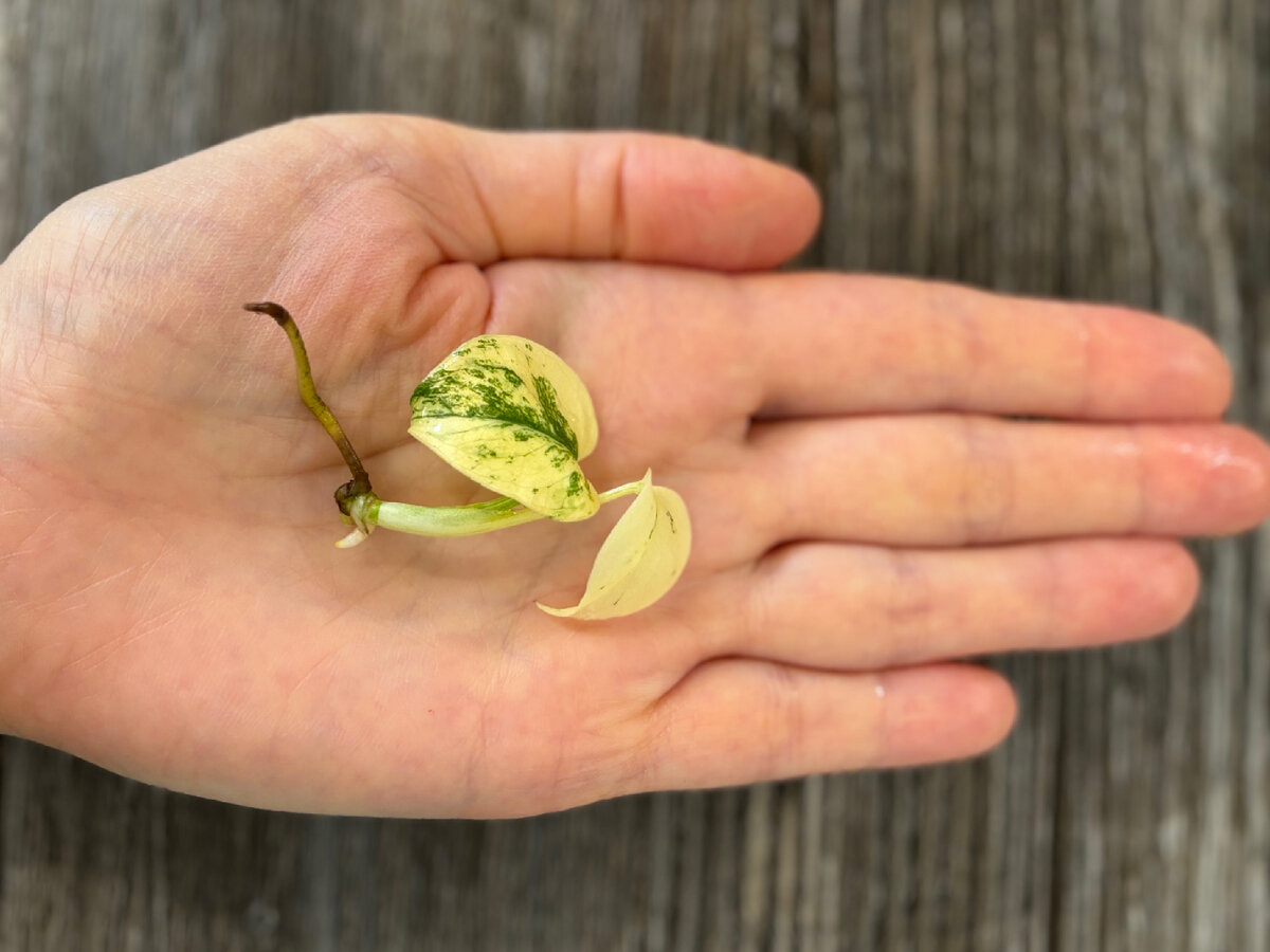 Рождение монстеры