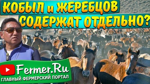 Бауржан Оспанов о традициях коневодства Казахстана. Как содержат табуны? Без подкормки круглый год?