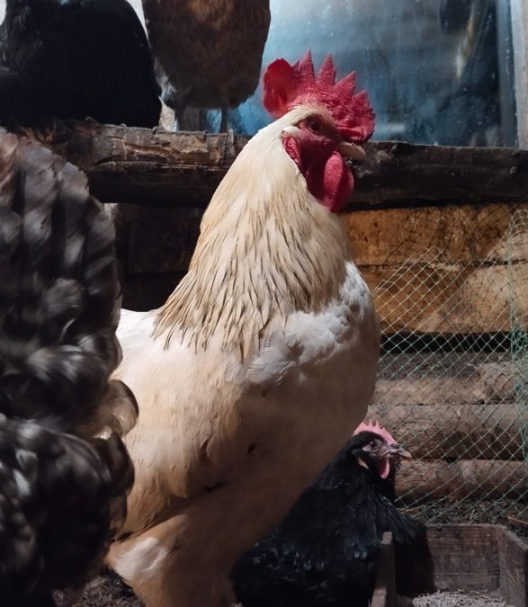 Петух Григорий